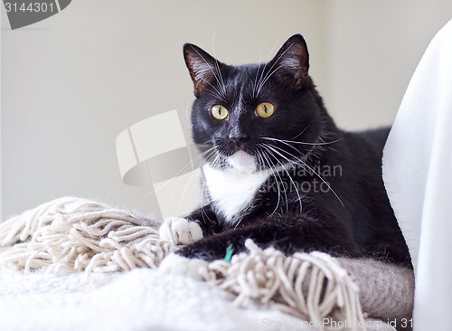 Image of black and white cat lying on plaid at home