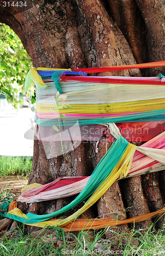 Image of Tree in Thailand - travel and tourism.