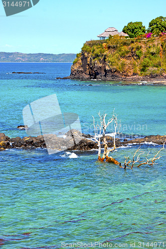 Image of beautiful andilana beach seaweed in dead tree and rock 