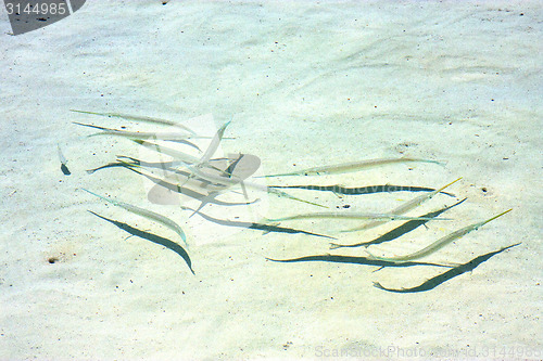 Image of   fish   isla contoy         in mexico froath    the sea    wave