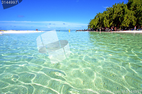 Image of beach ile du cerfs seaweed in indian ocean people