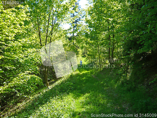 Image of Forest