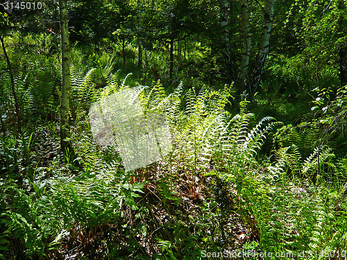 Image of Forest