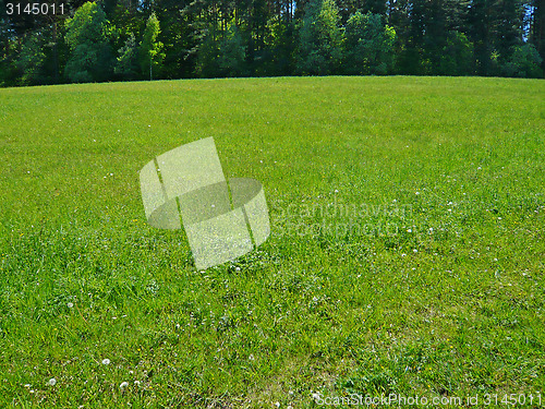 Image of Grass field