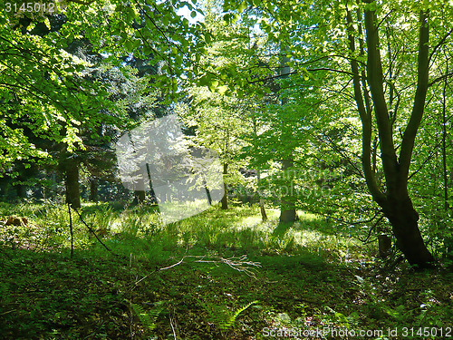 Image of Forest