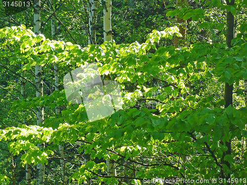 Image of Forest
