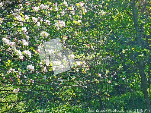 Image of Spring in garden