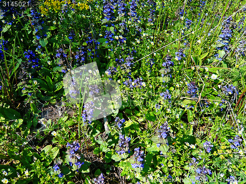 Image of Flowers