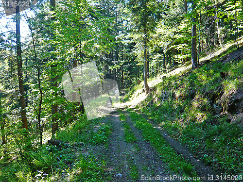 Image of Forest