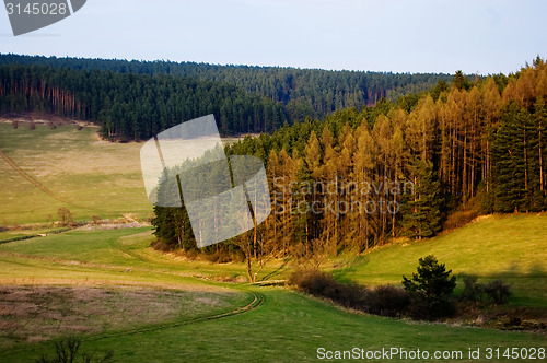 Image of Forest