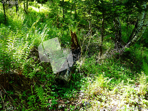 Image of Forest