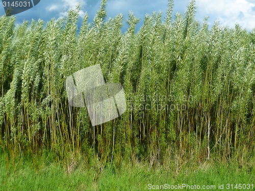 Image of Plants