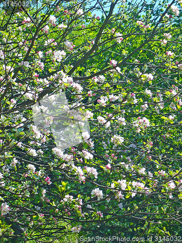Image of Spring in garden