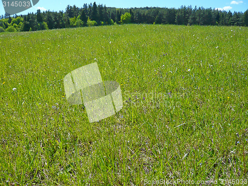 Image of Grass field
