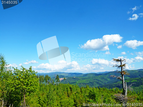 Image of Forest