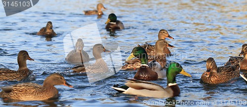 Image of wild ducks in the lake 