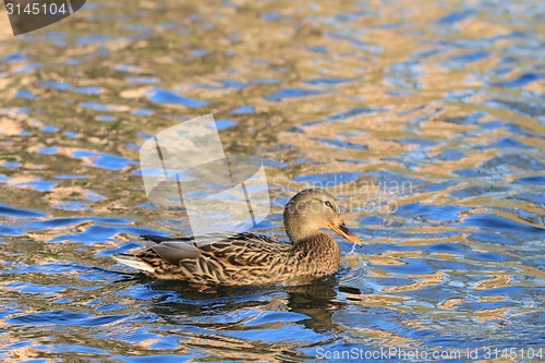 Image of wild duck in the lake 