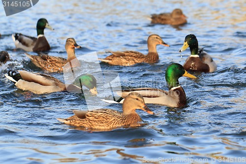 Image of wild ducks in the lake 