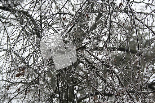 Image of frozen plants after winter rain 