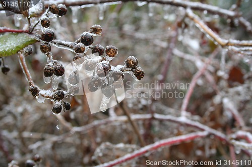 Image of frozen plants after winter rain 