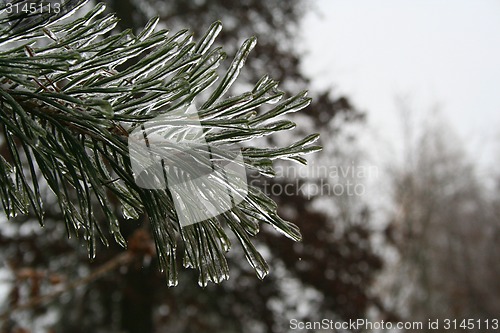 Image of frozen plants after winter rain 