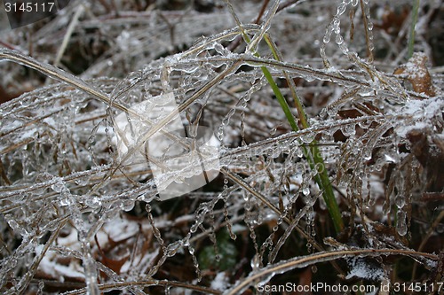 Image of frozen plants after winter rain 