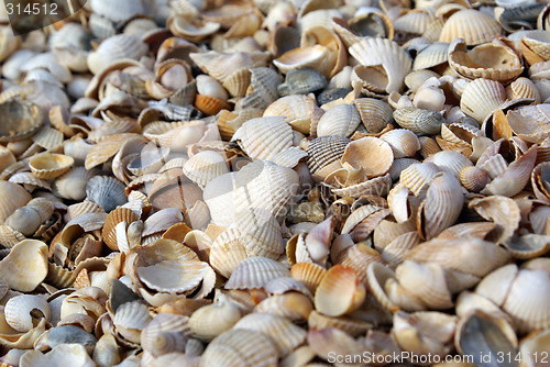 Image of Shells