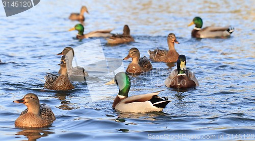 Image of wild ducks in the lake 