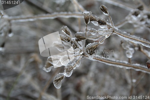 Image of frozen plants after winter rain 