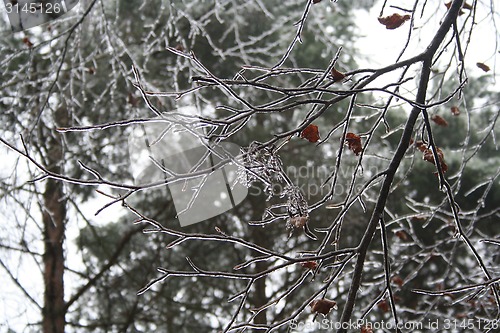 Image of frozen plants after winter rain 