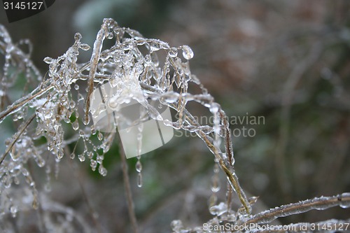 Image of frozen plants after winter rain 