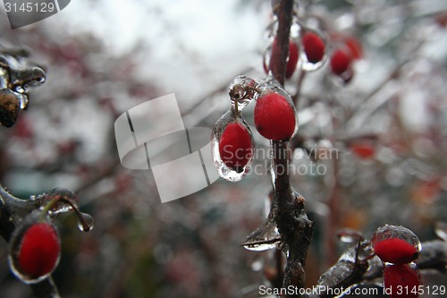 Image of fruits frozen in ice