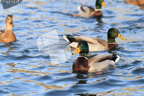 Image of wild ducks in the lake 