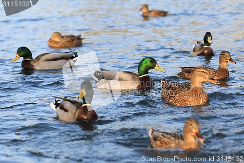 Image of wild ducks in the lake 