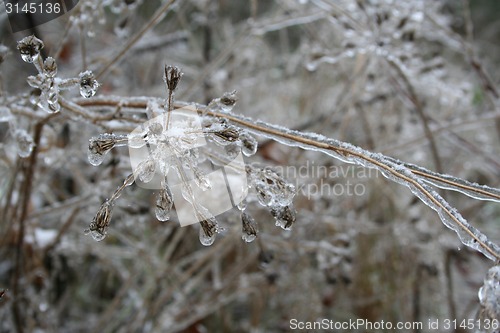 Image of frozen plants after winter rain 