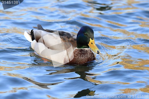 Image of wild duck in the lake 
