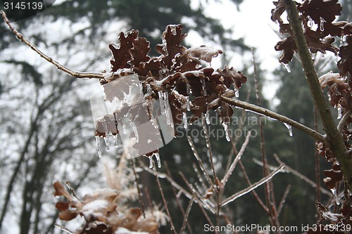 Image of frozen plants after winter rain 