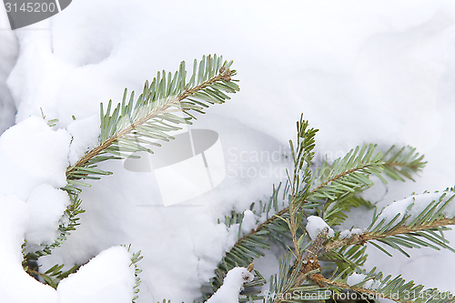 Image of Tree, snow