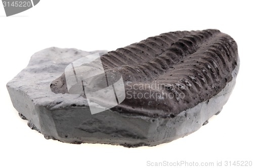 Image of trilobite fossil