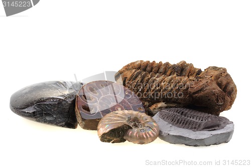 Image of old fossils collection