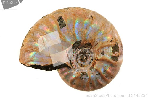 Image of ammonite fossil i