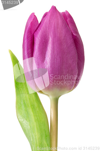 Image of Head of a violet tulip