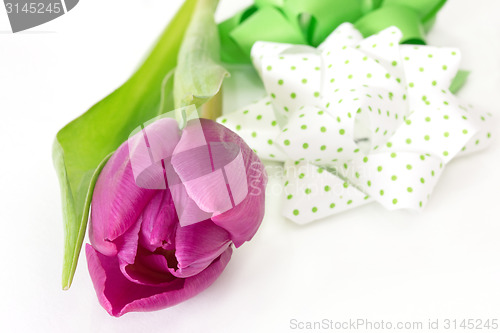 Image of Tulip with bow