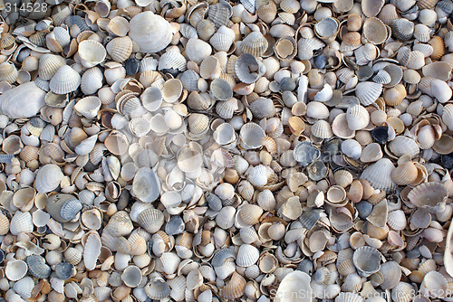 Image of Shells