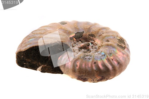 Image of ammonite fossil 