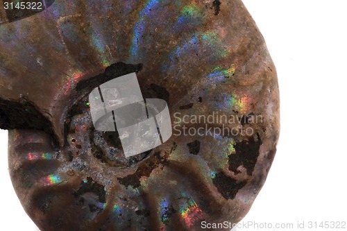 Image of ammonite fossil background