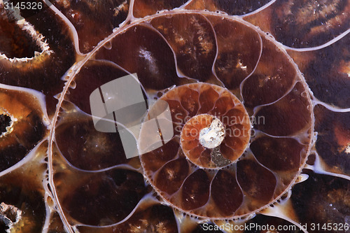 Image of ammonite fossil background