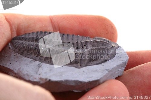 Image of trilobite fossil