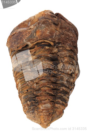 Image of trilobite fossil isolated