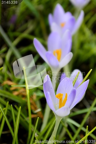 Image of saffron flower